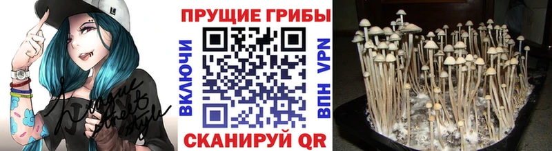 blacksprut вход  Северская  Псилоцибиновые грибы ЛСД  как найти  
